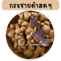 ราคา กระชายดำสดคุณภาพดี 1 กิโลกรัม ขุดกระชายดำหัวสด กระชายดำแท้100 กระชายกำแพงเพชร (14369446298)