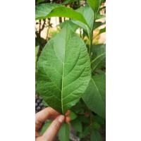 ราคา เปิดร้านใหม่ค่ะ หนานเฉาเหว่ย เก็บสด จำนวน 30ใบ (7551347177)