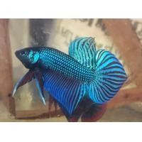 ราคา ปลากัดสวย ปลากัดแก้มแดงเบญจรงค์ ปลากัดมหาชัย ปลากัดเกรดสวยงาม สวยแบบดุๆ ส่งด่วน สินค้าแนะนำ มีการรับประกัน100 บริการเก็บปลายทาง (10570821576)