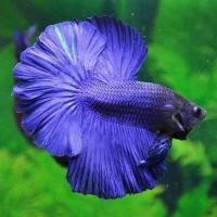 ราคา ขายดี เกรดA ส่งออก ปลาสวยงาม ปลากัด ฮาฟมูน เกรดส่งออก สีสดใส แข็งแรง (16764564358)