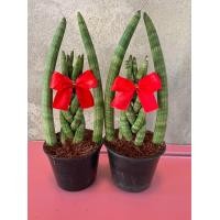 ราคา ต้นงาช้าง งาโค้ง รับทรัพย์ (12509135252)