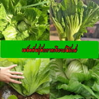ราคา เมล็ดพันธุ์ผักกาดเขียวปลียักษ์ 1000 1500 เมล็ด (16791106626)