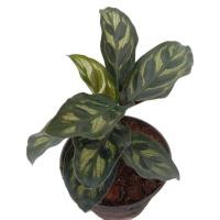 ราคา ต้นค้าขายร่ำรวย คล้าแววมยุรา Calathea ต้นอธิษฐาน (9667939454)