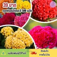 ราคา ดอกหงอนไก่คละสี 500 เมล็ด สีสวยสด ดอกใหญ่ (18287042577)