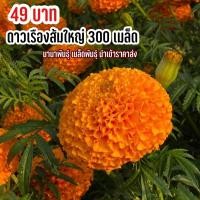 ราคา เมล็ดพันธุ์ ดอกดาวเรืองสีส้ม 300 เมล็ด ดอกใหญ่ (17685975529)