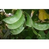 ราคา เมล็ดพันธุ์ ถั่วแปบ หูช้าง ถัวแปบเม็ดใหญ่มาก อร่อยทำอาหารได้ มีประมาณ 10 13เม็ด พร้อมปลูกซองละ 39 บาท (10018120581)