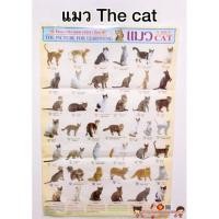 ราคา โปสเตอร์ my cat แมวพันธุ์ต่างๆ ทาสแมว โปสเตอร์สื่อการเรียนรู้ วิเชียรมาศ ขาวมณี สีสวาท ลูกแมว แมวโลกน่ารู้ (13751553264)
