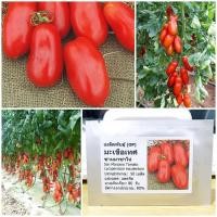 ราคา เมล็ดพันธุ์ มะเขือเทศ แซนมาซาโน่ San Marzano Tomato Seed 50 เมล็ด คุณภาพดี ราคาถูก ของแท้ (2739624234)