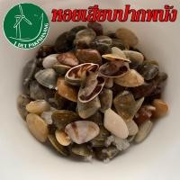 ราคา หอยเสียบ 1 ขวด หอยเสียบดอง หอยเสียบปากพนัง หอยเสียบดองเกลือ (12687815042)