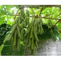 ราคา เมล็ดพันธุ์ถั่วครกถั่วขอ ปลูกง่ายมาก ซองละ15เมล็ด 59บาท (13090217904)