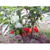ราคา ต้นพันธุ์พริก แคโรไลน่ารีพเพอร์ Carolina Reaper ต้นพริก พริกที่เผ็ดที่สุดในโลก พร้อมปลูกในถุงดำ 219 บาท เม็ดเดียวเผ็ดทั้งหม้อ (10198806083)