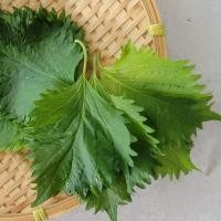ราคา ใบงาเกาหลี โอบะ เมล็ดพันธุ์ชิโสะ สีเขียว Green Shiso เมล็ด พันธุ์ เมล็ดใบงาเกาหลี 50 120 เมล็ด ซื้อ 10 แถม1คละได้ (17050566959)