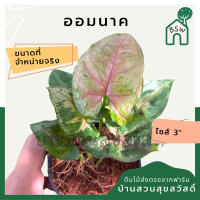 ราคา ออมนาค กระถาง 3 นิ้ว syngonium สีสวยหวาน ต้นออมนาค เส้นใบสวย (14707098571)