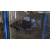 ราคา ปลากัด สายกัด สายเดิมพัน ลูกอินโดแท้ นำเข้า (18891842838)