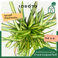 ราคา เตยด่าง ต้นเตยด่าง มาในกระถาง 5 6 นิ้ว ไม้จัดสวนสวย ดูแลง่าย (14557178522)