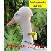 ราคา ไข่เชื้อเป็ดหัวจุก 5 แถม 1 ไข่สดใหม่ส่งจากฟาร์มวันต่อวัน รับประกันแตก รับประกันเชื้อ (19746226507)