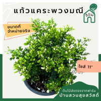 ราคา แก้วแคระพวงมณี กระถาง 11 นิ้ว ต้นแก้วแคระพวงมณี เป็นไม้แดด ออกดอกตลอดปี (14496577994)