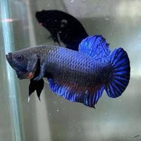 ราคา ตัวเด็ด อึด ทึก ทน ปลากัดอินโด สายกัด หู ตา หาง (18304585783)