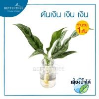 ราคา ต้นเงินเงินเงิน จำนวน 1 ต้น สามารถเลี้ยงน้ำได้ ต้นไม้ฟอกอากาศ ต้นไม้มงคล ต้นไม้น้ำ ต้นไม้ (19203165377)