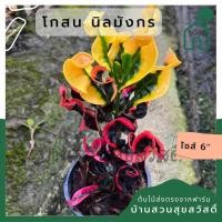 ราคา โกสนนิลมังกร ส่งพร้อมกระถาง 6 นิ้ว (19227703760)
