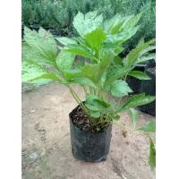 ราคา ต้นพันธุ์ จิงจูฉ่าย White mugwort จิงจูฉ่าย (8965619197)