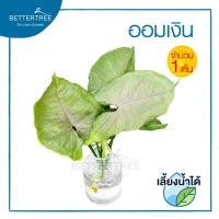 ราคา ออมเงิน จำนวน 1 ต้น สามารถเลี้ยงน้ำได้ Syngonium podophyllum Roxana ต้นไม้ฟอกอากาศ ต้นไม้น้ำ ต้นไม้ ไม้เลี้ยงน้ำ (14347925260)