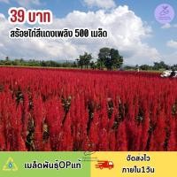 ราคา เมล็ดพันธุ์ ดอกสร้อยไก่สีแดงเพลิง500 เมล็ด (17443551086)