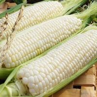 ราคา รวมเมล็ดพันธุ์ข้าวโพด เมล็ดพันธุ์ข้าวโพด ข้าวโพดหวาน ข้าวโพดเทียนรวม ข้าวโพดข้าวเหนียวดำ นิลสยาม หวานละไม (17338399620)