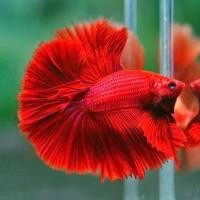 ราคา ขายดี เกรดA สีแดง ปลาสวยงาม ปลากัด ฮาฟมูน หางครึ่งพระจันทร์ เกรดส่งออก สีสดใส แข็งแรง (19370484135)