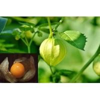 ราคา เมล็ดพันธุ์ เคพกูสเบอร์รี่ physalis peruviana cape gooseberry Seed 30 เมล็ด เมล็ดพันธุ์นำเข้าจาก อังกฤษ (9126402330)