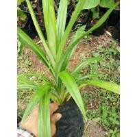 ราคา ต้นพันธุ์เตยหอม ต้นเตยหอมพร้อมปลูก (2604278264)