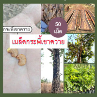 ราคา เมล็ดไม้ป่าหายาก กระพี้เขาควาย 50 เมล็ด เมล็ดพันธุ์ เม็ดไม้ป่า เมล็ดพันธุ์ไม้ป่า (17949784627)