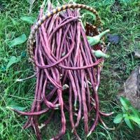 ราคา เมล็ดพันธุ์ ถั่วพุ่ม ถั่วพุ่มม่วง ถั่วไร้ค้าง ปลูกง่าย ทนแล้ง 300 เมล็ด 10 เเถม 1 คละได้ (9471871957)