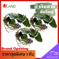 ราคา Uland บัวกินสาย ต้นใหญ่ ชุด 3 ต้น บัวสาย บัวชมพูหรือบัวขาว สายบัว ปลูกง่าย มีประโยชน์มากมาย (10140050578)