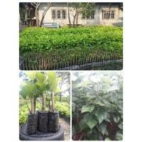 ราคา ต้นหม่อนพันธุ์บุรีรัมย์ 60 พันธุ์ใบใหญ่ ใช้ทำชาหม่อน เลี้ยงเต่า มี่ราก ต้นละ 25 บาท (16595823743)