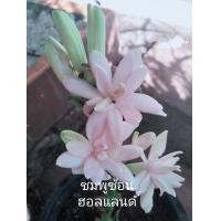 ราคา ซ่อนกลิ่น ซ่อนกลิ่น5สีให้เลือก ดอกหอมติดดอกทั้งปีปลูกได้ทุกภาค หน่อ หัว เหง้า ต้นซ่อนกลิ่น (12807099456)