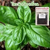 ราคา โหระพาอิตาเลี่ยน โหระพาฝรั่ง เบซิลใบใหญ่ เมล็ดพันธุ์ 50 400 เมล็ด Italian Basil ปลูกง่าย โตเร็ว ซื้อ 10 แถม 1 คละได้ (16407796536)