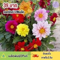 ราคา เมล็ดพันธุ์ ดอกรักเร่คละสี 120 เมล็ด (17740200042)