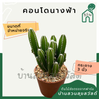 ราคา แคคตัส คอนโดนางฟ้า พันธุ์ต้นใหญ่ กระบองเพชร (12669786306)