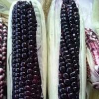 ราคา เมล็ดพันธุ์ ข้าวโพดข้าวเหนียวสีม่วง ข้าวโพดม่วง นิลสยาม ข้าวโพดสีม่วงเหนียว 300 เมล็ด สินค้าพร้อมส่ง งอกดี (16765696345)