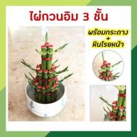 ราคา ไผ่กวนอิม 3 ชั้น ไผ่กวนอิมพร้อมกระถาง เสริมฮวงจุ้ยบ้าน ต้นไผ่กวนอิม ต้นไม้มงคล ประดับโต๊ะทำงาน วางบนโต๊ะทำงานได้ (12103448062)