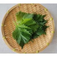 ราคา เมล็ด พันธุ์ ใบงาเกาหลี เมล็ดพันธุ์ชิโสะ สีเขียว Green Shiso 50 120 เมล็ด เมล็ดใบงาเกาหลี โอบะ ซื้อ 10 แถม1คละได้ (17050473623)