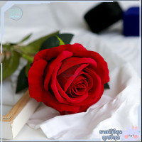 ราคา ดอกกุหลาบ ดอกไม้ปลอม กุหลาบปลอม ดอกกุหลาบปลอม กุหลาบ ดอกไม้ประดิษฐ์ กุหลาบ ดอกไม้ตกแต่งบ้าน ดอกไม้ ตกแต่งดอกไม้ ราคาต่อ1ชิ้น (10748502225)