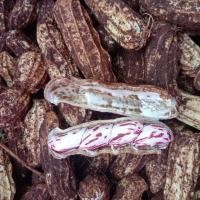 ราคา เมล็ดพันธุ์ ถั่วลิสงลายเสือ พันธุ์ถั่วเสือ ถั่วดิน ถั่วจัมโบ้ ตัวเลือก 150 เมล็ด ปลูกง่าย ผลลิตสูง 10 แถม 1 คละได้ (18461896411)