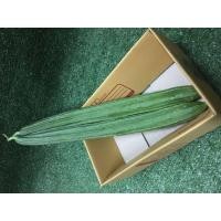 ราคา บวบเหลี่ยมสด บวบเขียว ผักผลไม้ (15260885579)