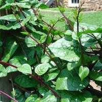 ราคา เมล็ดพันธุ์ ผักปลังแดง Red Malabar Spinach Seed บรรจุ 35 เมล็ด คุณภาพดี ราคาถูก ของแท้ 100 (5953786925)
