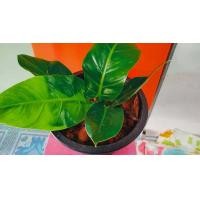 ราคา ต้นเศรษฐีรวยทรัพย์ กระถาง 6 8 นิ้ว (8865731370)