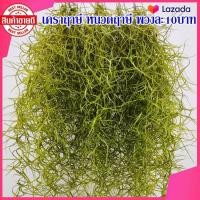 ราคา เคราฤาษี หนวดฤาษี ไม้ฟอกอากาศ ไม้ประดับ ดักฝุ่น ดูดความชื้นภายในบ้าน สวยๆ ราคาถูก (11292954664)