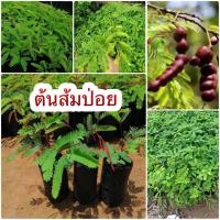 ราคา ต้นส้มป่อย ชุด3 ต้น ใช้เป็นยาประคบลูกประคบแก้ปวดเมื่อยและ น้ำต้มใบส้มป่อยเป็นยาสตรีถ่ายระดูขาว ฟอกเลือดประจำเดือนได้ (14969138030)