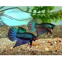 ราคา ปลากัดสวยพิเศษ ปลากัดเพศผู้1ตัว หางโพ หางพัด betta fish ปลากัดสวย ปลากัดหางยาวมาก (19631681725)